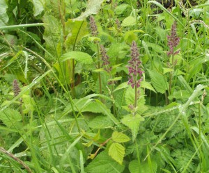 Hedge Woundwort (Stachys silvatica)
