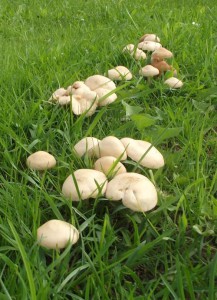 Fairy Ring Mushroom (Marasmius oreades)