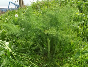 Wild fennel, late may, Sussex
