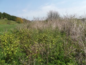 Japanese Knotweed in early May, with dead canes from previous year.
