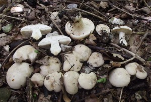 St George's Mushrooms (Calocybe gambosa).  Picture taken on May 17th, in Brighton, Sussex.