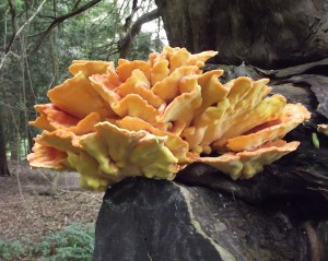 Chicken of the woods, growing on yew. 