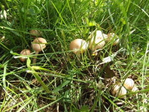 Fairy ring mushrooms (Marasmius oreades).  Picture taken late May.
