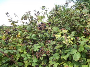 Blackberries fruiting in profusion, end of August 2013.