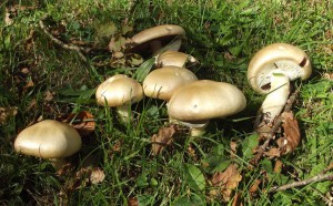 Horse mushrooms (Agaricus arvensis).  November 2013, Sussex.