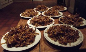 Winter chanterelles in abundance. These were picked on the first day I had a customer fail to turn up for a foraging session.  And it was at a location chosen by himself! Bad move.