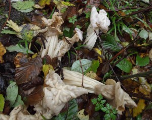 White Saddle (Helvella crispa) having a storming 2013.  These usually turn up as singletons, but have been trooping in large numbers this year.