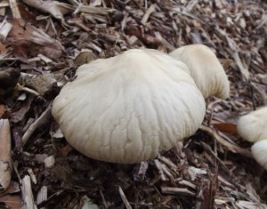 Agrocybe rivulosa, showing the river-like striations on the cap from which it takes its name