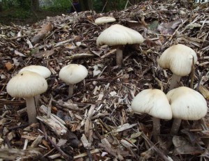 Agrocybe rivulosa, April 2013, near Hastings