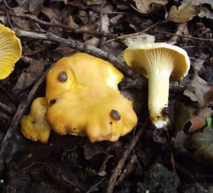 27/09/2014 It's not just humans that like chanterelles. 