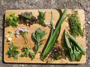 A selection of edible spring plants