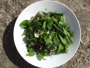 Foraged mixed spring salad, washed and chopped.