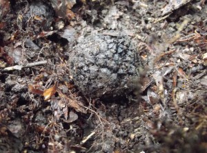 Tuber aestivum - the Black or Summer Truffle, in-situ beneath a beech tree
