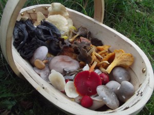 Late October collection (31/10/2015). Horn of Plenty, Hedgehog Fungus, Winter Chanterelle, Wavy-capped Chanterelle, Chanterelle, Wood Blewit, Clouded Funnel, Scarlet Waxcap, Snowy Waxcap, Peppery Bolete.