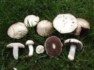 Field Mushrooms (Agaricus Augustus)