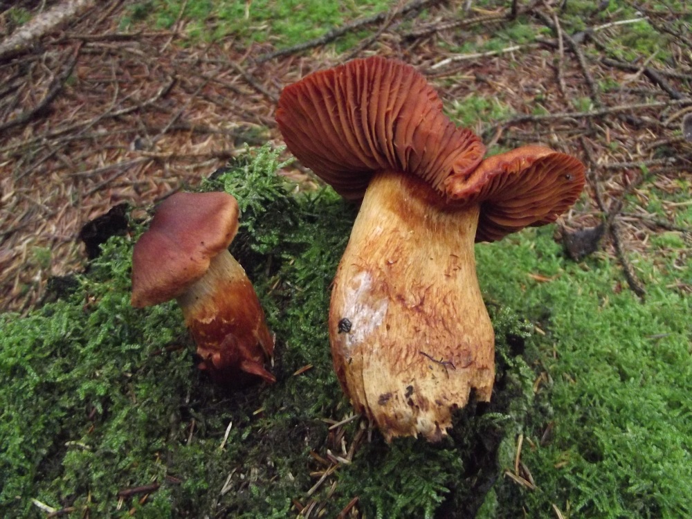 Большие пластинчатые грибы. Оранжевые пластинчатые грибы на толстой ножке. Красный пластинчатый гриб. Пластинчатый гриб красного цвета. Оранжево коричневый гриб.